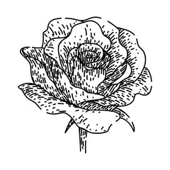 fragrance rose flower hand drawn. thorns garden, pink yellow, bouquet love fragrance rose flower vector sketch. isolated black illustration