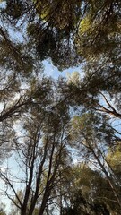 Fototapeta premium trees and sky