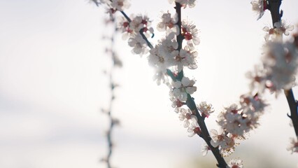 blooming cherry. flowers a on sakura branch. nature park spring flowering trees concept. blooming cherry tree branch lifestyle with flowers