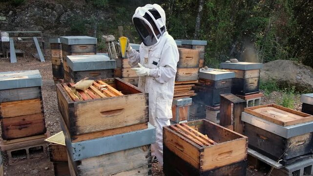 A beekeeper carefully inspects organic beehives, observing the busy bees flying around, ensuring their health and productivity.