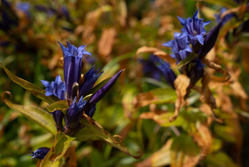 Beautifully blooming Gentiana asclepiadea in the mountains