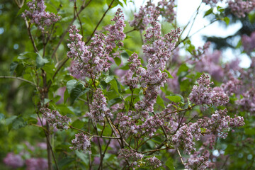 Obraz premium Lila floreciente en el jardín
