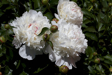 Peonías blancas en el jardín