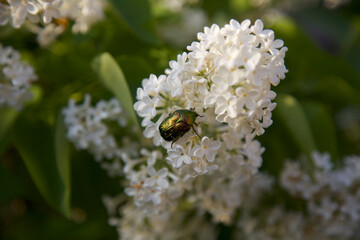 Lila floreciente en el jardín