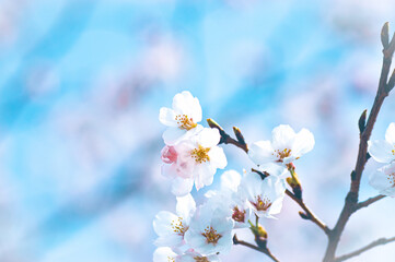 青空に映える桜
