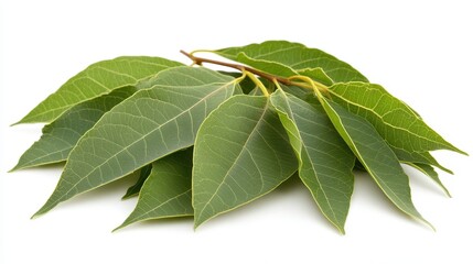 Obraz premium Fresh Green Leaves Isolated on White Background Natural Foliage