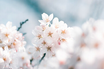 満開の桜の花　春の風景
