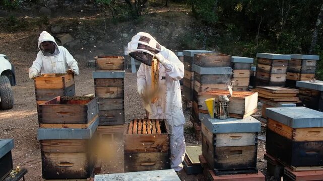 Beekeepers manage hives while surrounded by active bees, showcasing the delicate art of beekeeping during a sunny day.