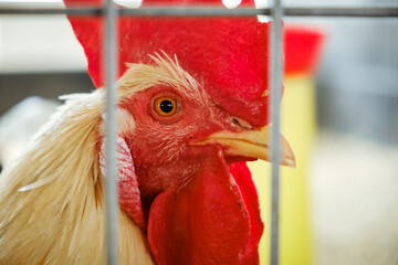 A portrait of white rooster behind the mesh in the aviary. Red comb. Cock looking at the camera close-up. Chicken farm indoor. Livestock and farming