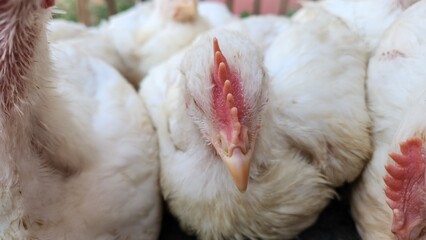 Close up photo of white broiler chicken hen farm in the cage. Breeding white chickens without eggs in the cage.