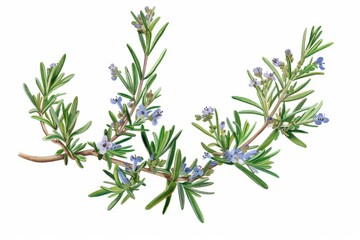 A botanical illustration of a rosemary plant, highlighting its needle-like leaves and small, blue flowers.