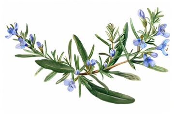 Obraz premium A botanical illustration of a rosemary plant, highlighting its needle-like leaves and small, blue flowers.