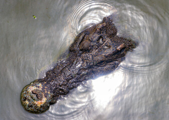 Crocodile head floating in water with sun reflection on surface, top view