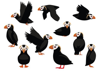 Tufted Puffin Cute Flying Standing Poses Cartoon Vector Illustration