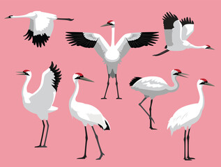 Whooping Crane Bird Exotic Various Poses Cartoon Vector Character