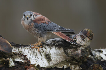 An American Kestrel perched on a tree trunk looking at photographer
