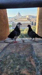 Piccioni e San Pietro