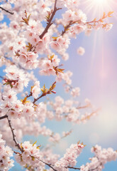 Fototapeta premium Sakura. Branches with pink flowers on a plain background for publications.