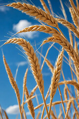 Close up of yellow, curved ears of wheat with a blue sky in the background.