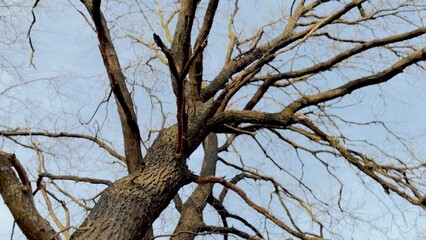 dry branches of an oak tree against a blue sky. nature landscape spring concept. Dry branches of an...