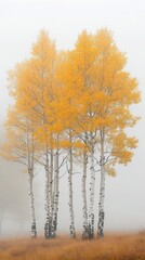 Fototapeta premium Dreamy landscape with poplars in autumn.