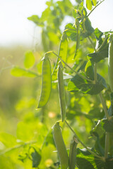 Green peas grow in the garden. Beautiful close-up of fresh green peas and pea pods. Healthy eating.