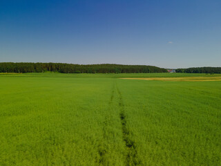 Drone view of the forest and fields, top view and blue sky on a sunny summer day