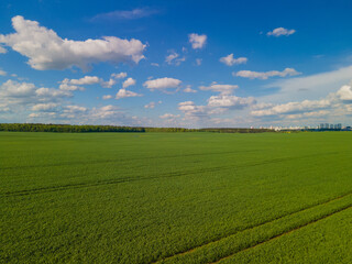 Panorama view from above of a summer landscape. Agriculture, green fields