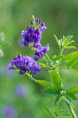 Luzerne (Medicago sativa)	
