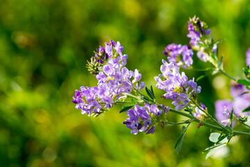 Luzerne (Medicago sativa)	