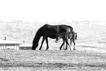 Maternal instinct in animals. Horse and foal are grazing in green meadows. No people, nobody. Black...
