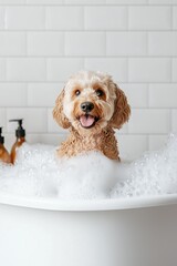 A happy dog is sitting in a bubble bath. Pet care. A cute little dog. Washing animals. Grooming