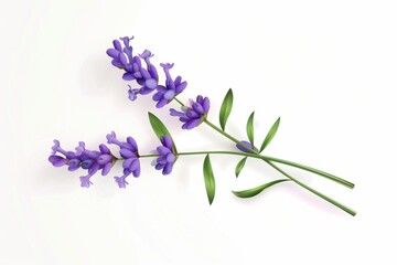 Lavender Flowers Isolated on White Background.