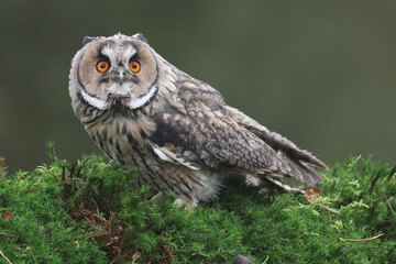 Portrait of a young Long-eared Owl perched on a moss covered tree trunk
