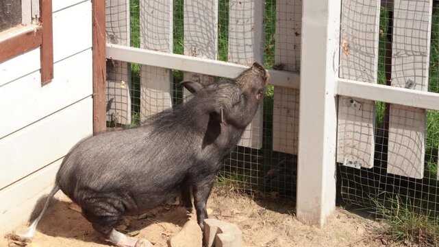 Black mini pig in new clean outdoor aviary eating summer. Dwarf breed and favorite pet. Animal care.