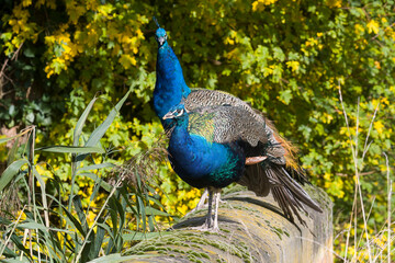Fototapeta premium Männchen vom Blauen Pfau (Pavo cristatus) 