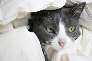 Adorable little gray cat peeks out from under the covers. Funny grey cat hides under white blanket....