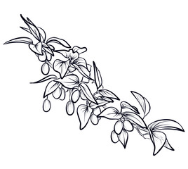 black and white hand-drawn picture of dogwood tree branches with fruits illustration