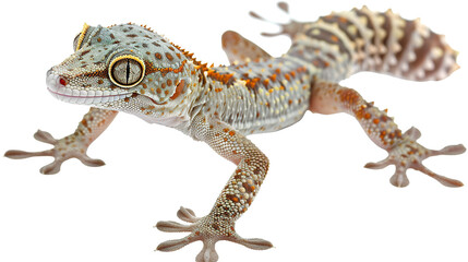 Naklejka premium Gecko reptile isolated on white background