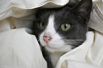 Adorable little gray cat peeks out from under the covers. Funny grey cat hides under white blanket....