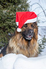 Happy Shepherd Dog Wearing Santa Hat Playing in Snow Under Fir Tree