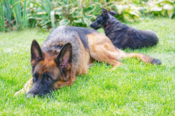 Two dogs on green grass