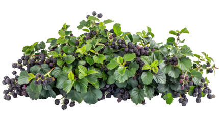 Blackberry Bush with Ripe Fruits
