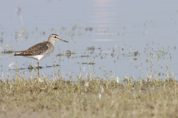 Wood sandpiper wading in the water.