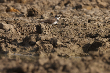 Small wader standing on the ground.