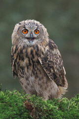 A portrait of an Eurasian Eagle Owl perched on moss covered tree trunk and calling out
