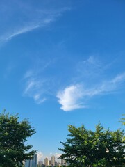 sky, tree, nature, blue, clouds, landscape, trees, summer, cloud, grass, forest, day, outdoors, field, sun, sunny, spring, pine, environment, park, rural, garden, cloudy, leaves, nobody
