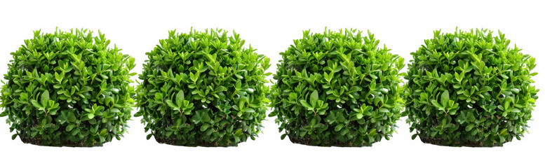 Obraz premium Dense Green Shrubs