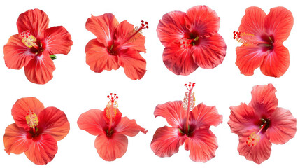 Collection of Red Hibiscus Flowers
