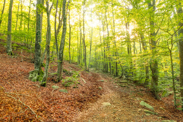Bosque de hayas en verano al atardecer. Parque Natural del Montseny